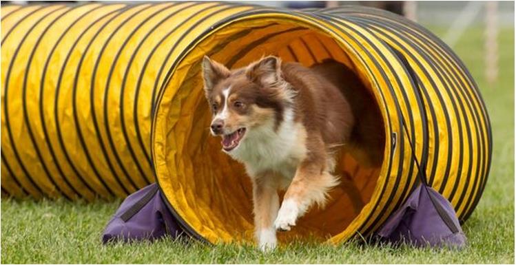 Agility Dog Tunnel