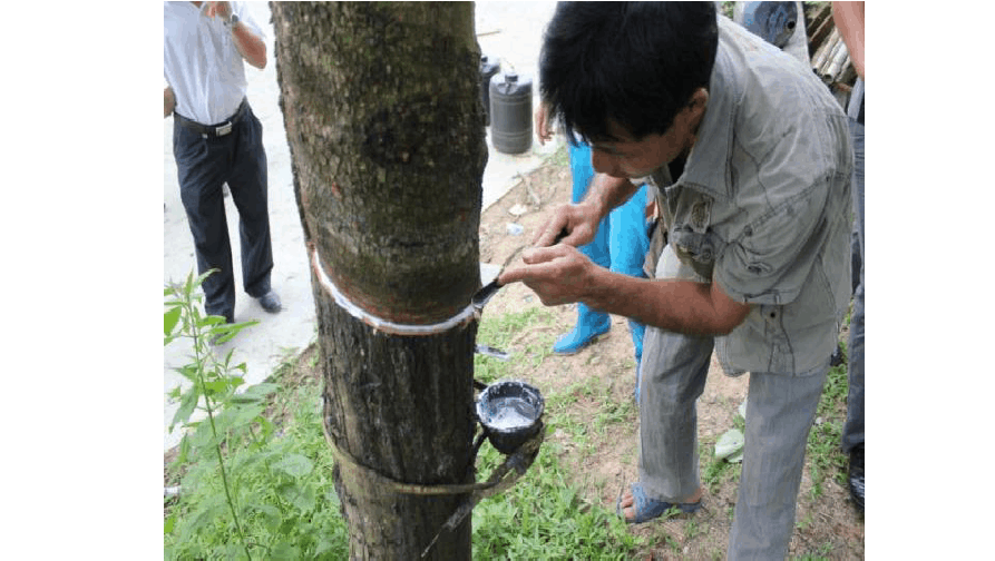 天然橡胶初加工设备和生产过程 天然橡胶初加工设备和生产过程